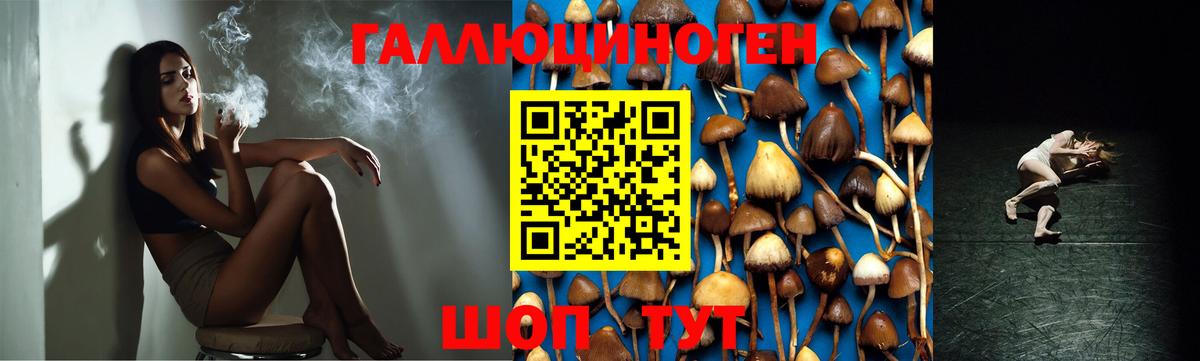 Псилоцибиновые грибы Psilocybe Соль-Илецк